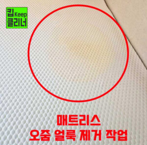 반려견 실수로 생긴 매트리스 오줌 얼룩 제거 방법 및 실제 현장 작업기